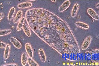 生物分解分析