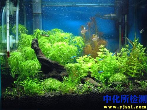 魚缸測試